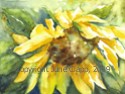 Summer Sunflower 1